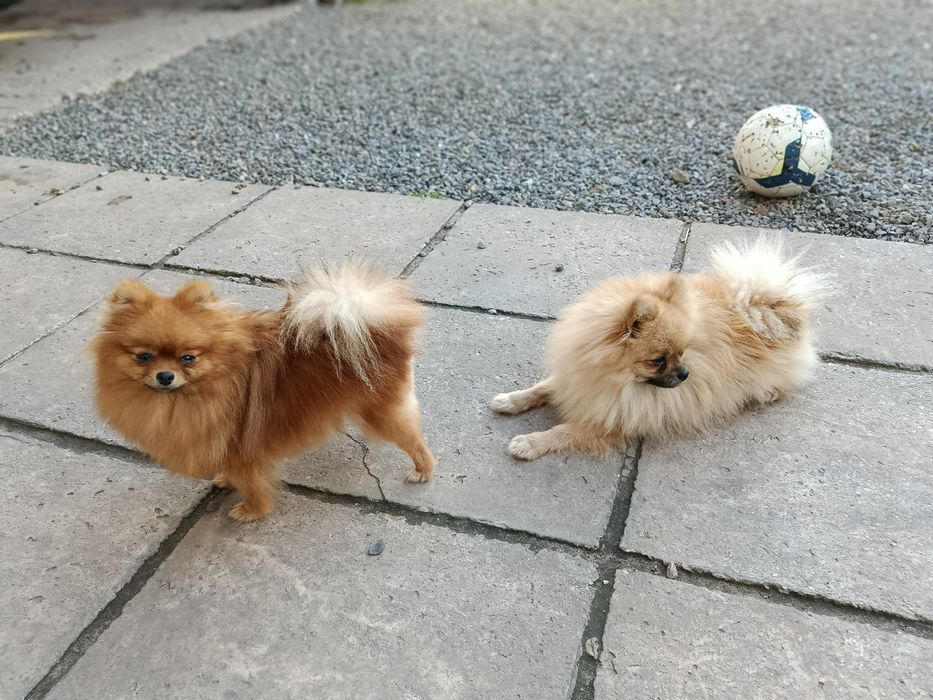 Szpic miniaturowy pomeranian