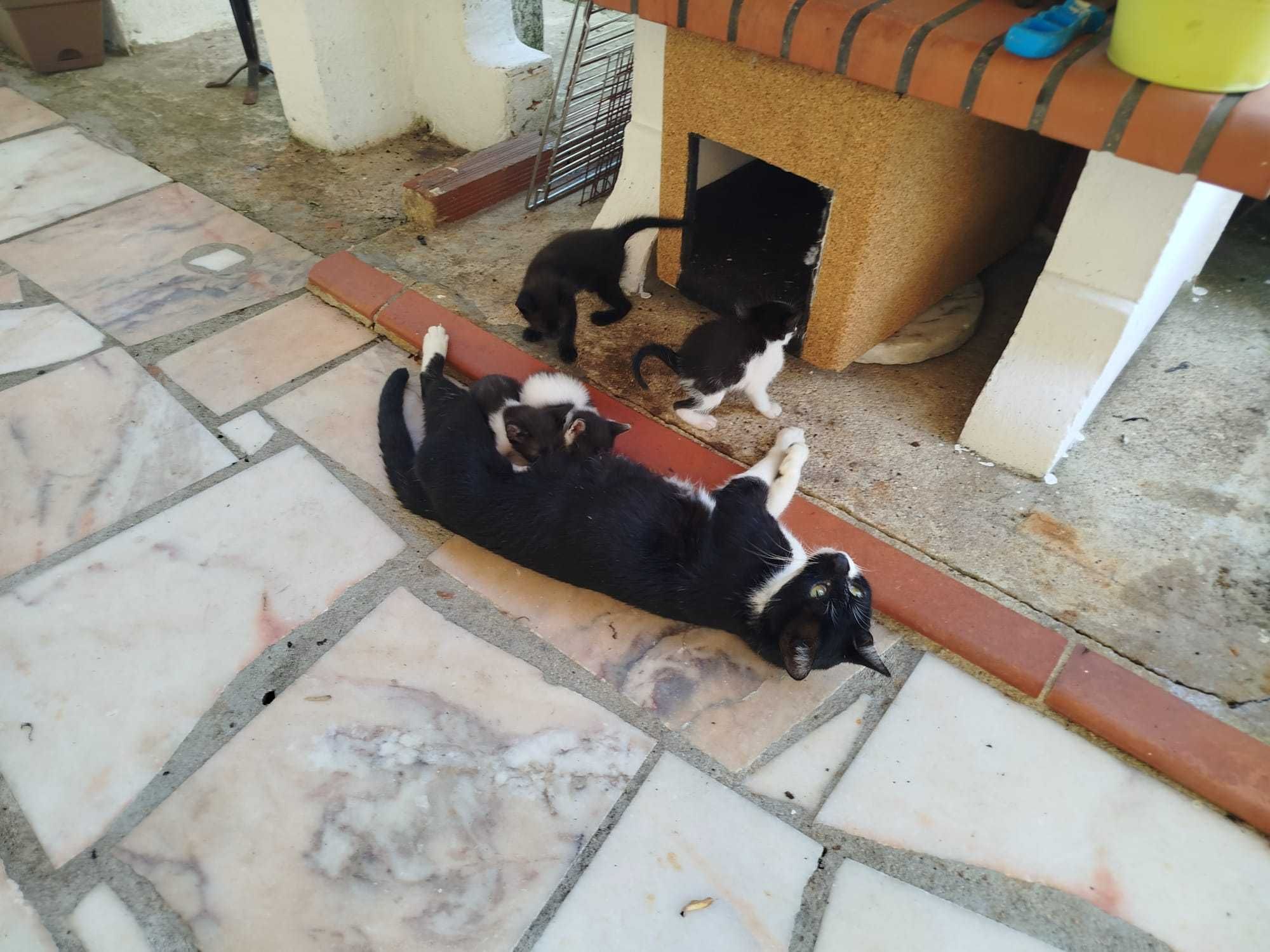 Gatinhos para dar