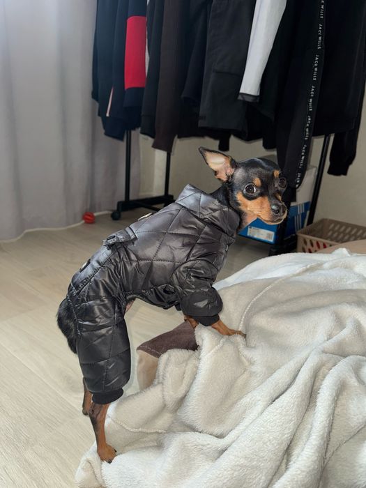 Комбинезоны для мелких пород собак зимние