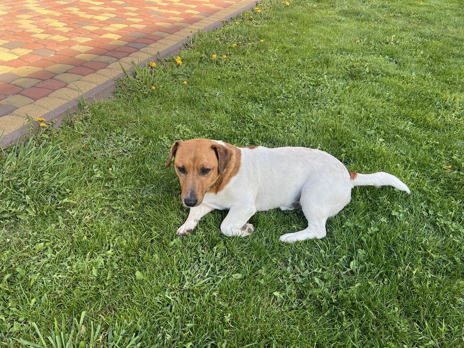 Чарівний принц Джек Рассел очікує на свою принцессу