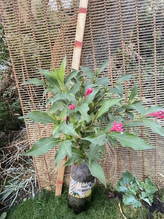 Самшит, ялівець, туя, пухироплодник, вейгела, гейхера продажа