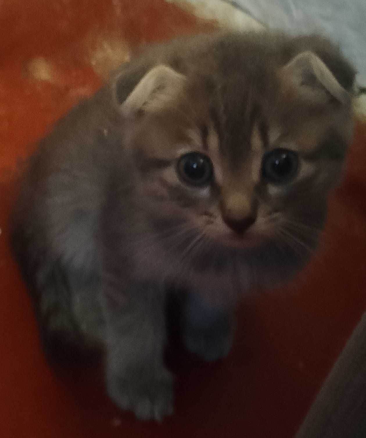 Отдаю БЕСПЛАТНО котят