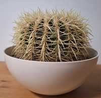 kaktus echinocactus grusonii fotel teściowej