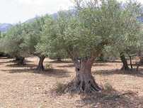 Oliveiras centenarias