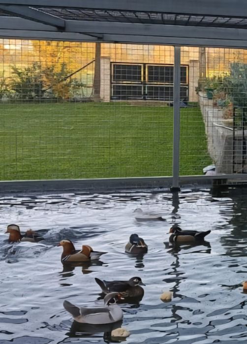 Vendo Patos Carolinos e Mandarins