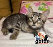 Gatinho Malloy para adoção