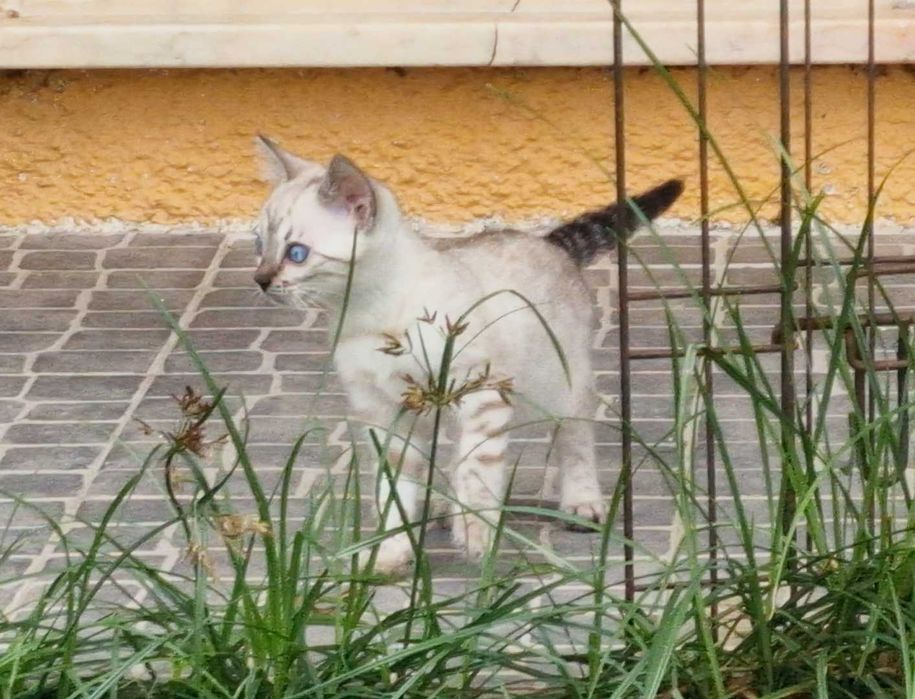 Snow gathino de bengala (fêmea)