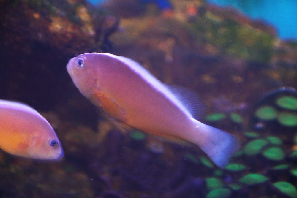 Amphiprion akallopisos błazenki. Morskie