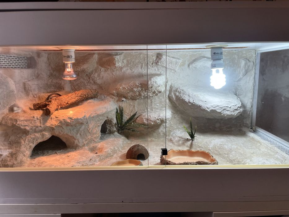 Przestronne terrarium 120cm + gratisy