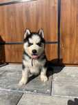 Szczeniak Syberian Husky