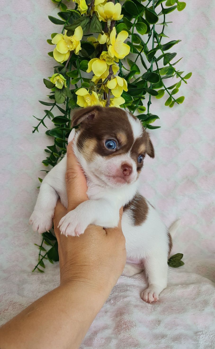 Fantástico Chihuahua/Chiuaua LinhagemRussa de Qualidade