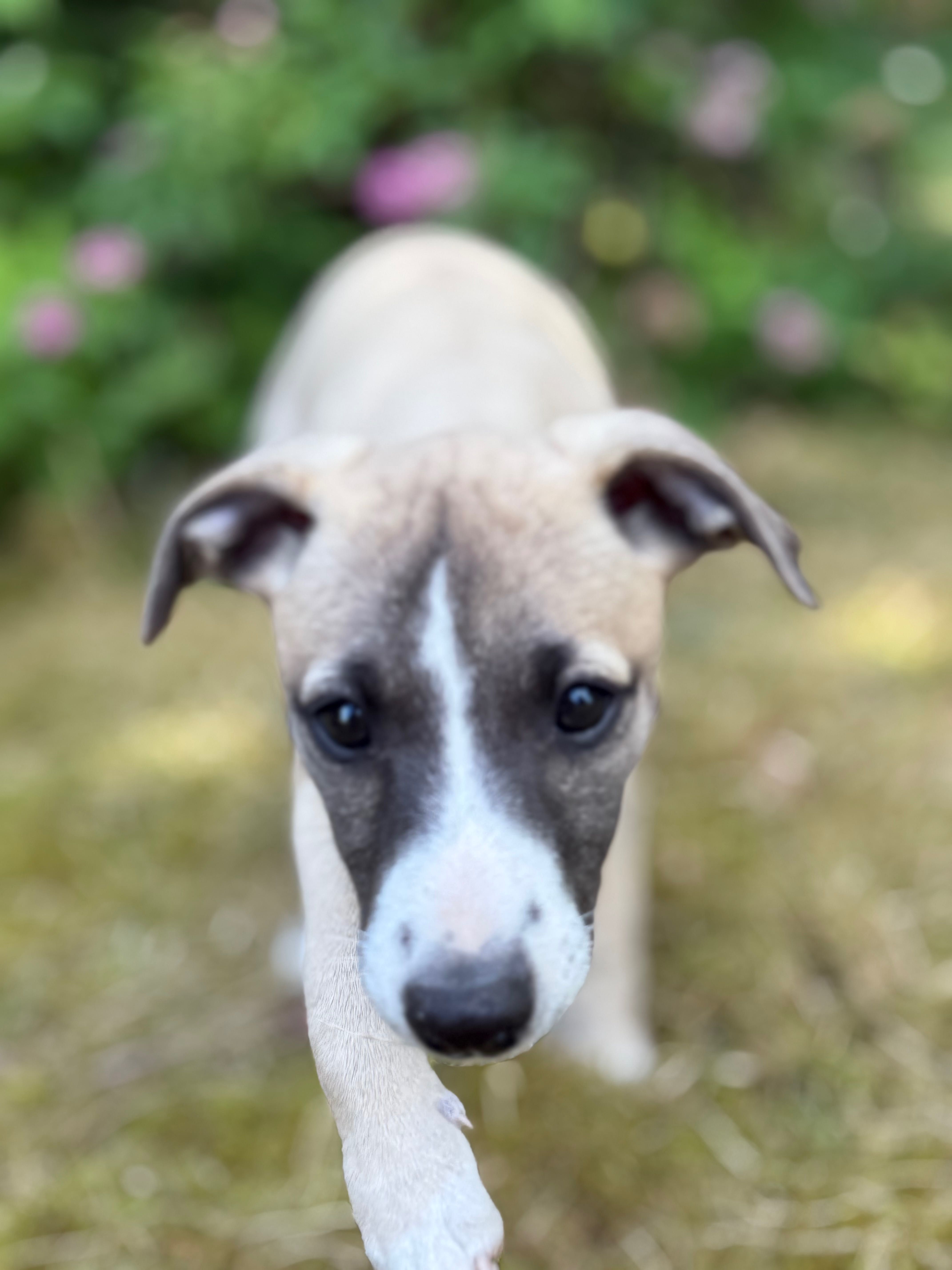 Szczenięta whippet pierwszy miot na Podlasiu!!
