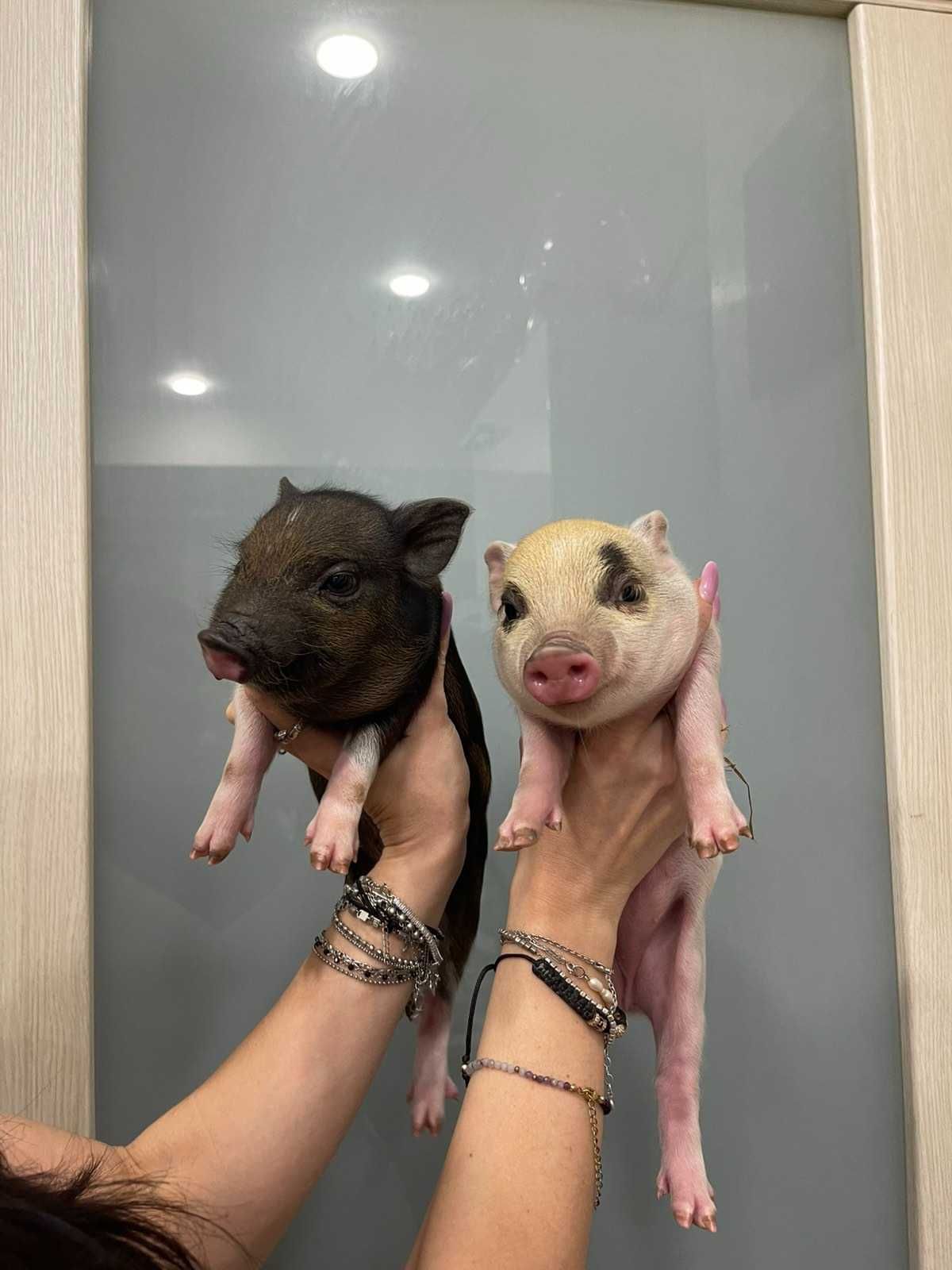 Mini pig мини пиг, міні піги плямисті та чорні