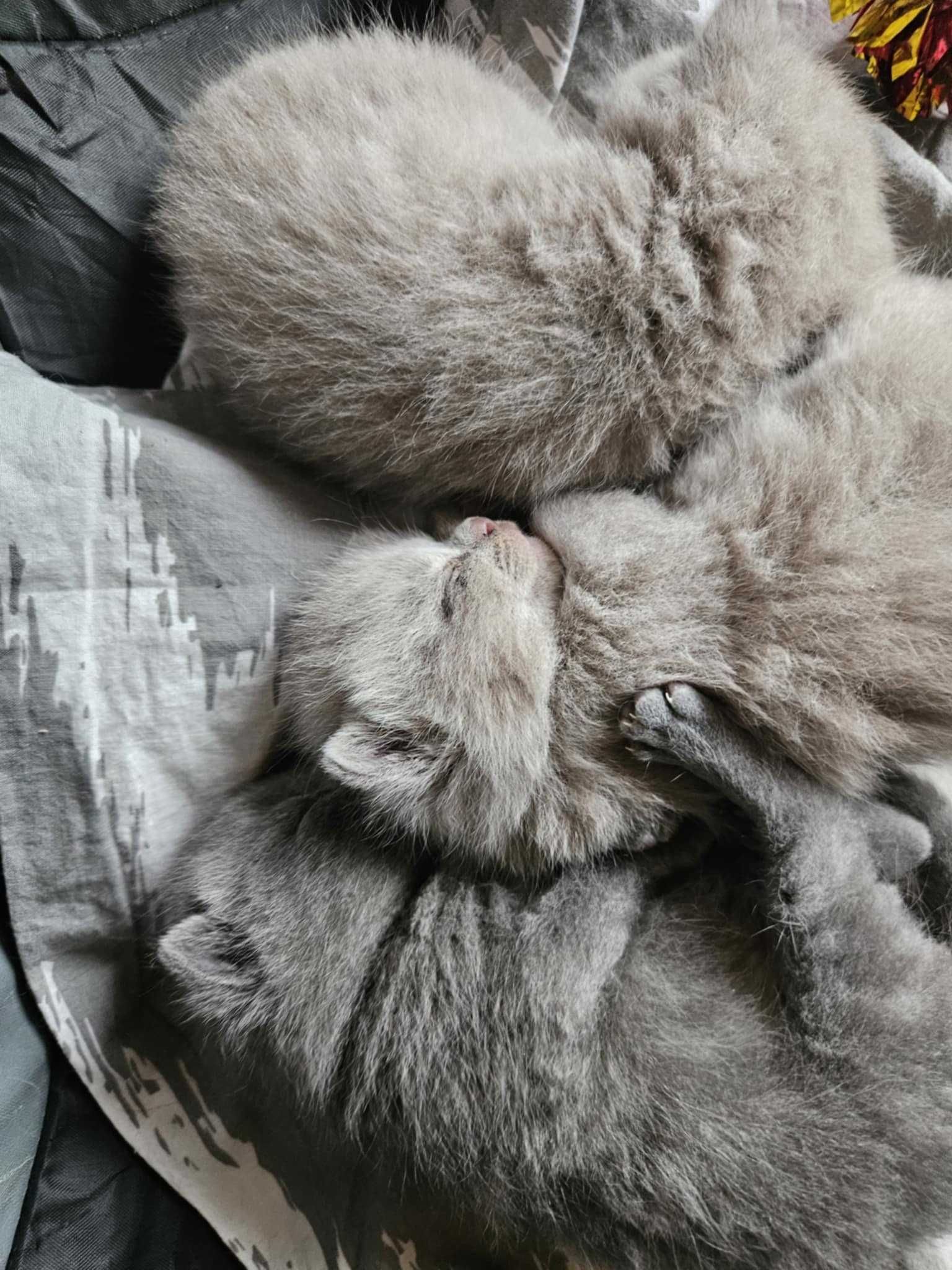 Do odbioru kocur brytyjski liliowy