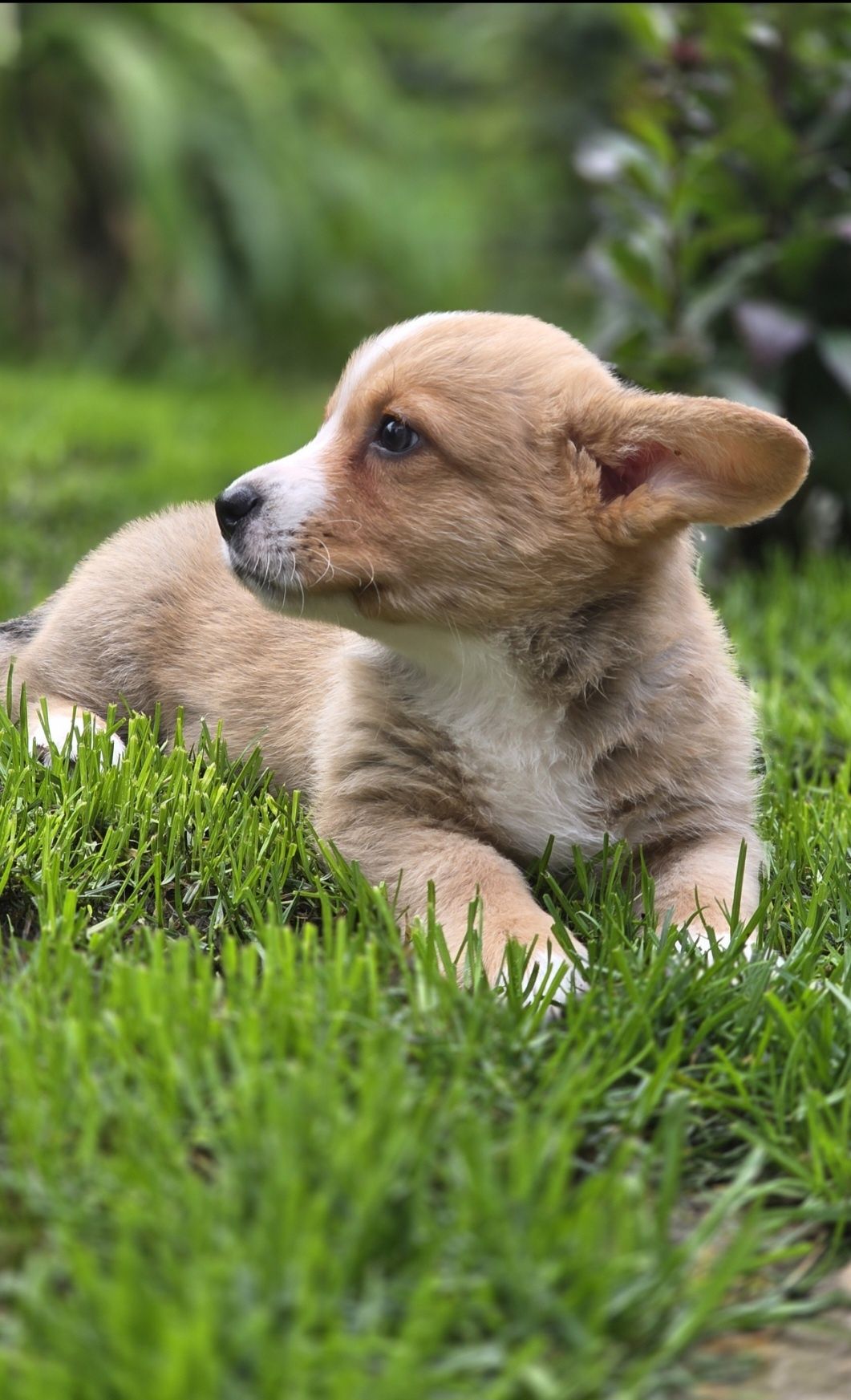 Welsh Corgi Cardigan **Sunia**Do Rezerwacji