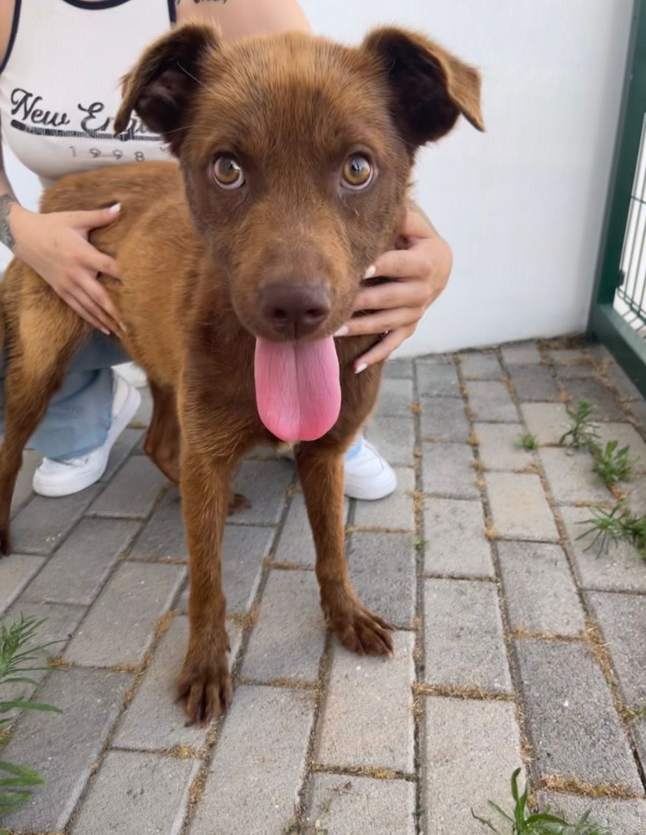 Cadela para adoção RESPONSÁVEL