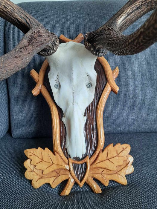 Poroże jelenia stan bardzo dobry