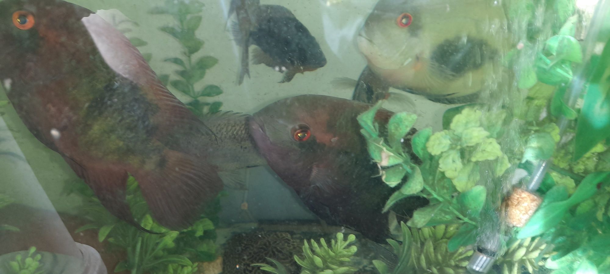 Pielęgnica szmaragdowa Hypselecakara temporalis. Młode 5-6cm. Wysyłka