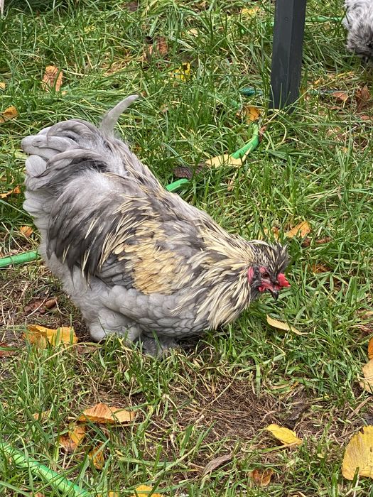 Kogut mix karzełek-silka