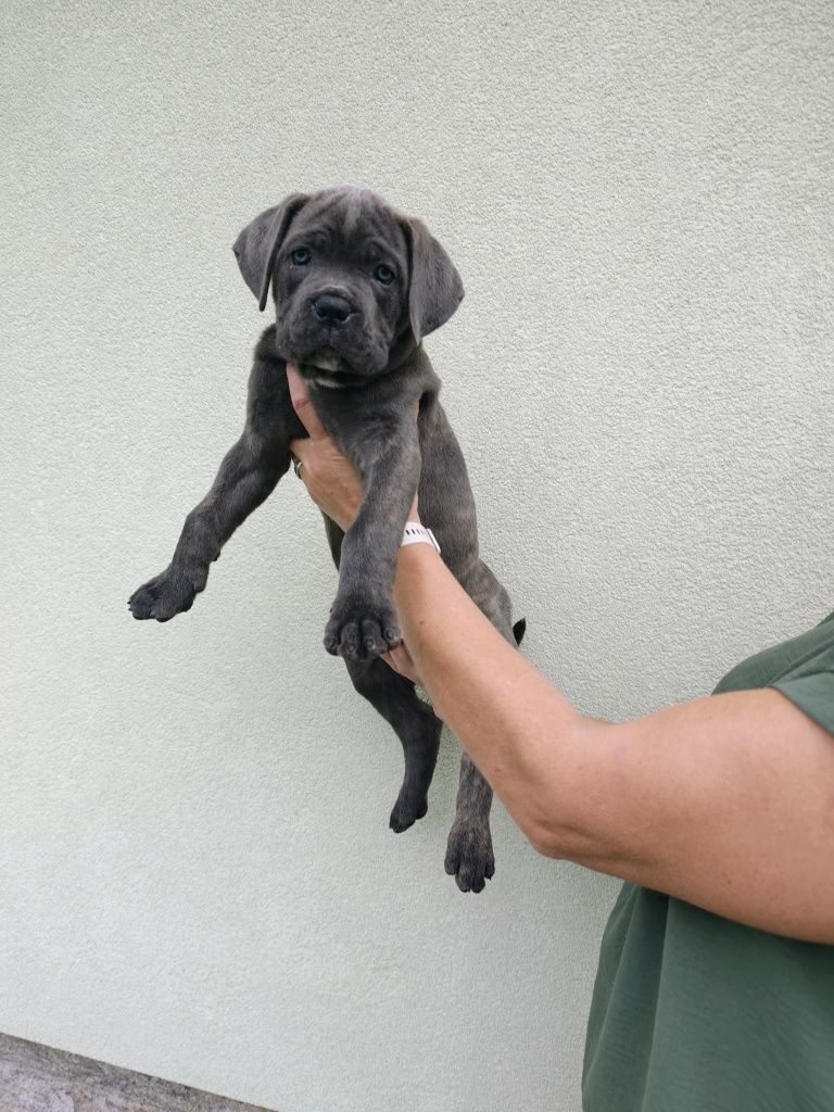 Piękna suczka cane corso gotowa do odbioru