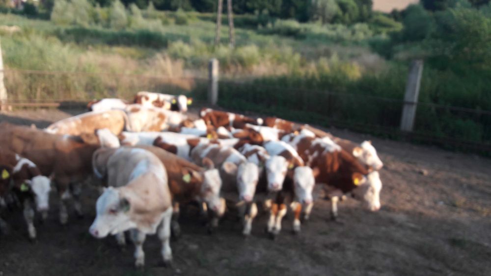 Simental 100% Byczki Cielaki Mięsne Extra Genetyka Świetny Materiał