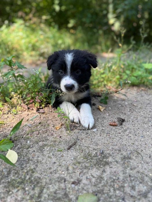 Border Collie VERS