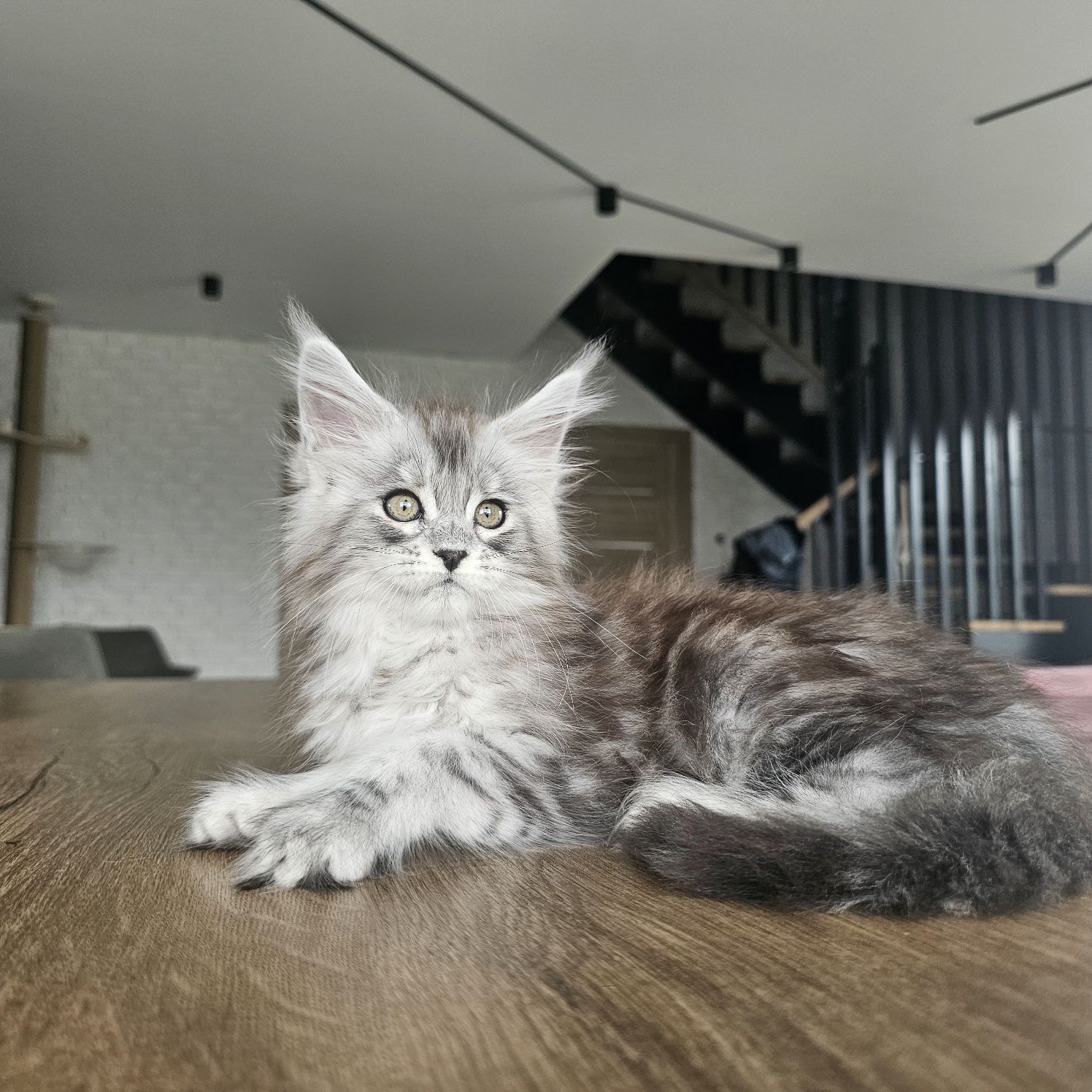 Koteczka Maine coon rodowód fpl FIFe