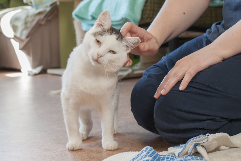 Branco - miziasty kotek szuka domu