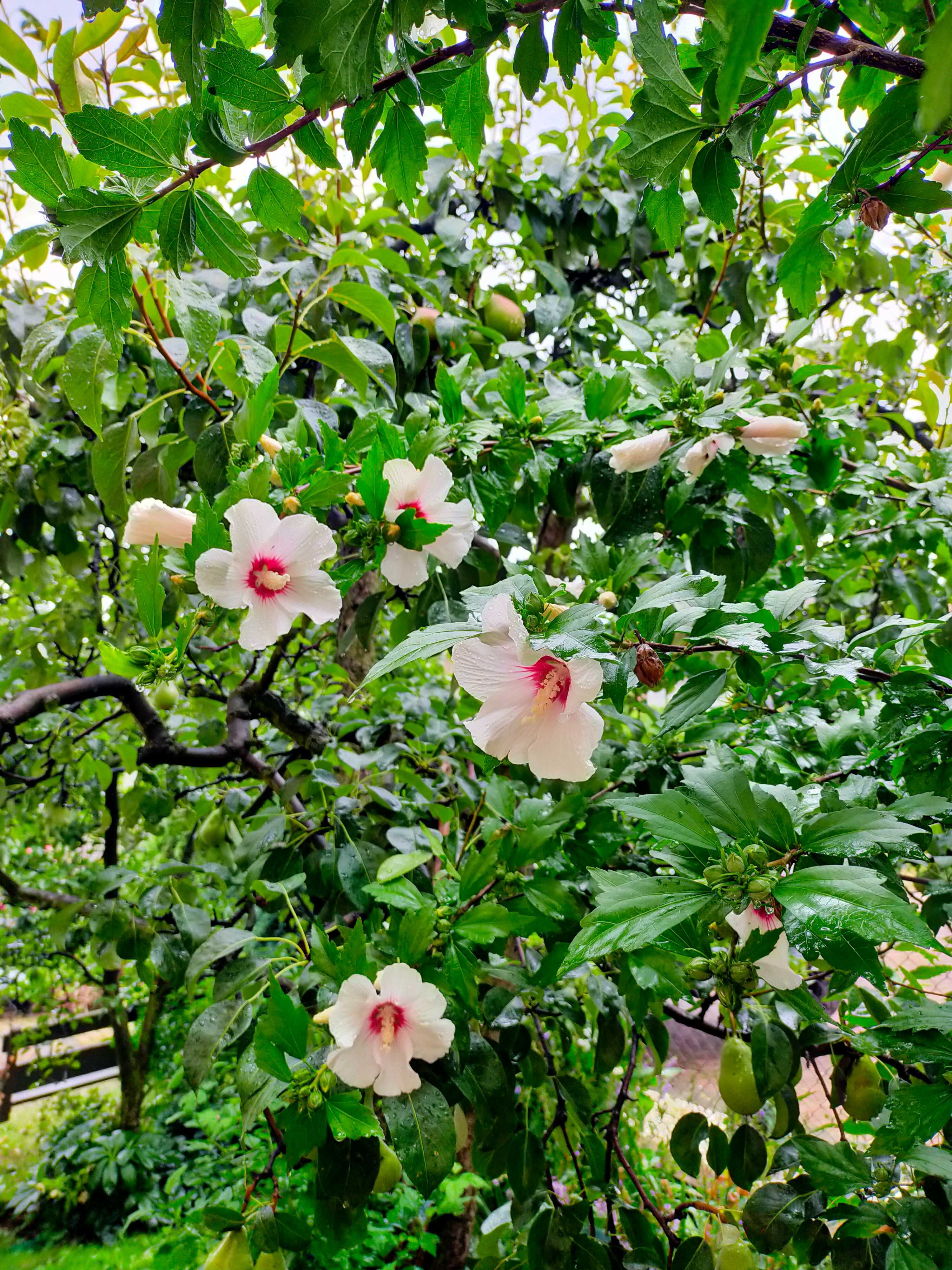 Hibiskus, ketmia, róża chińska ładne sadzonki w donicach lub z gruntu.