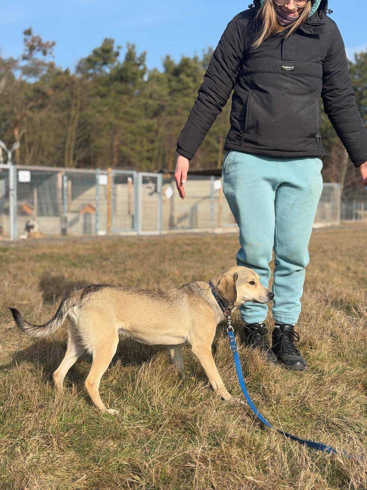 Czy znajdzie się ktoś, kto przygarnie royce'a?