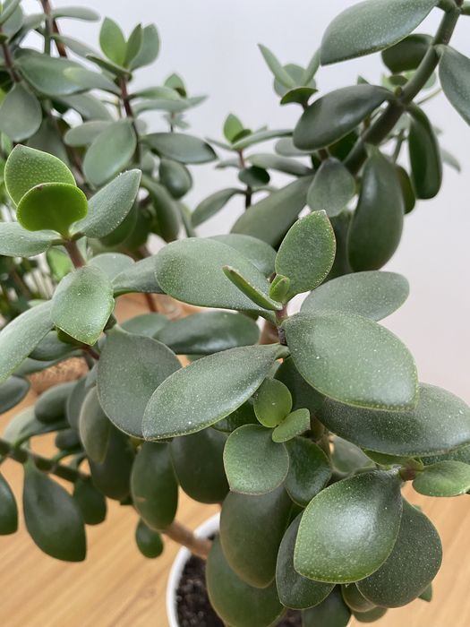 Грошове дерево 70 см