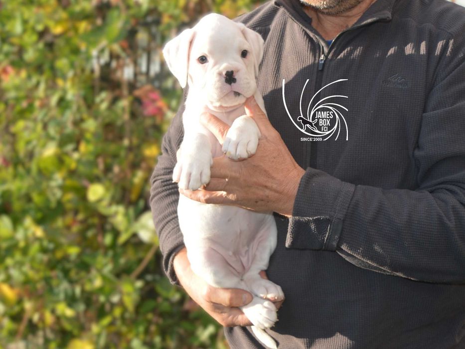 BOKSER- biała suczka z rodowodem FCI-rezerwacja