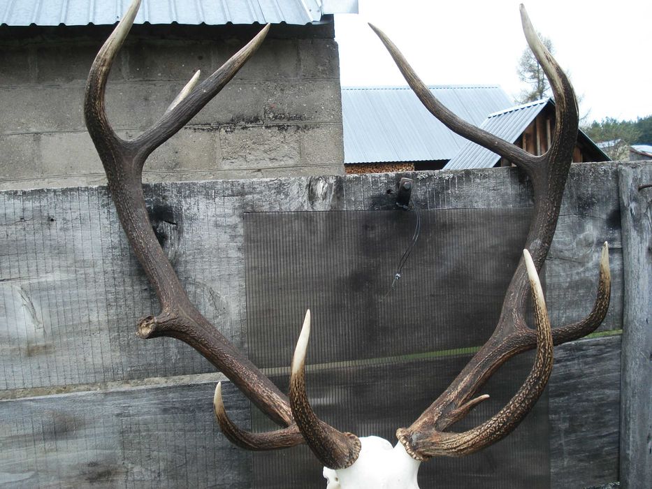 Poroże Jelenia 12-taka