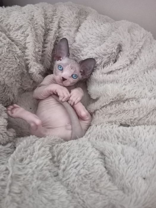 Канадский  сфинкс.