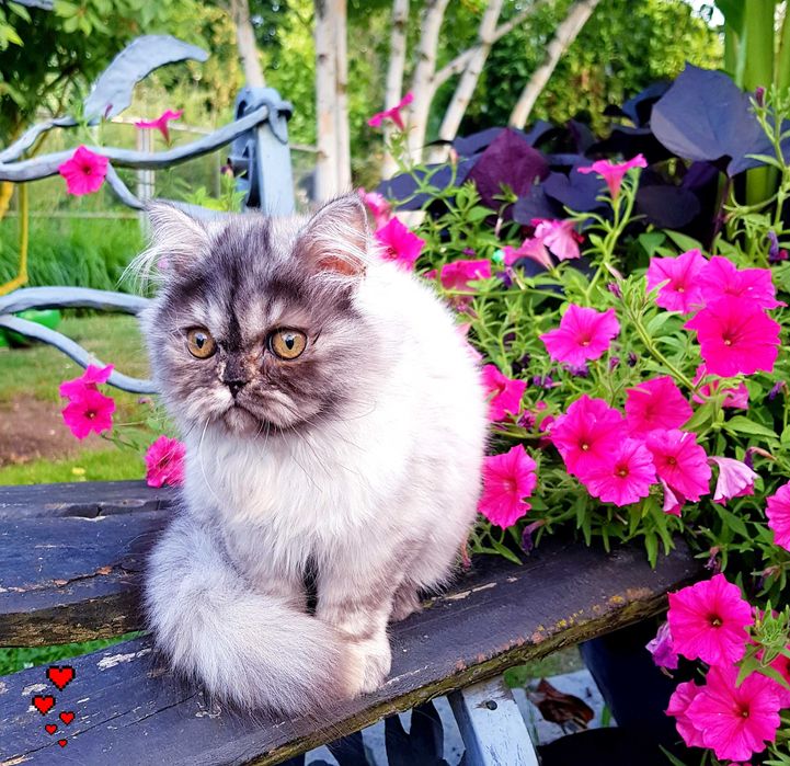 Zjawiskowa kotka perska, pers, persy, perski, perskie