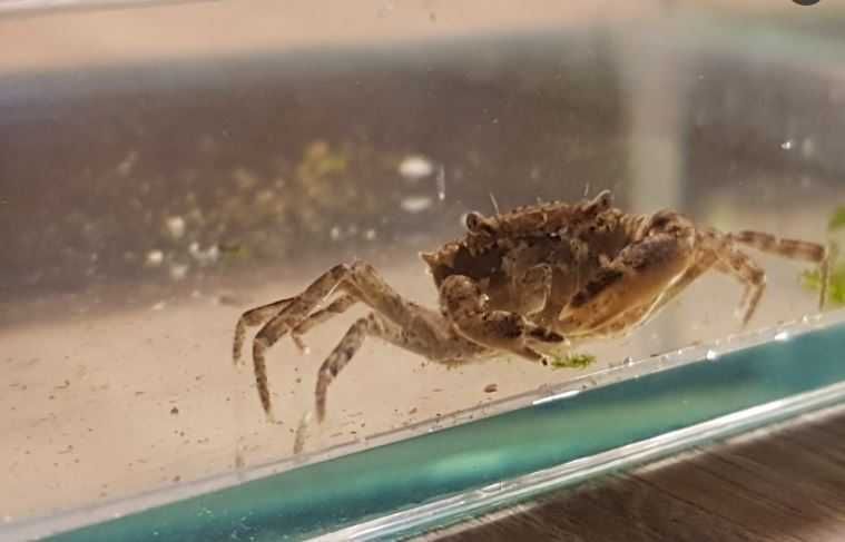 Krab Mekhong Thelphusa - SKALMAR Sklep Akwarysty
