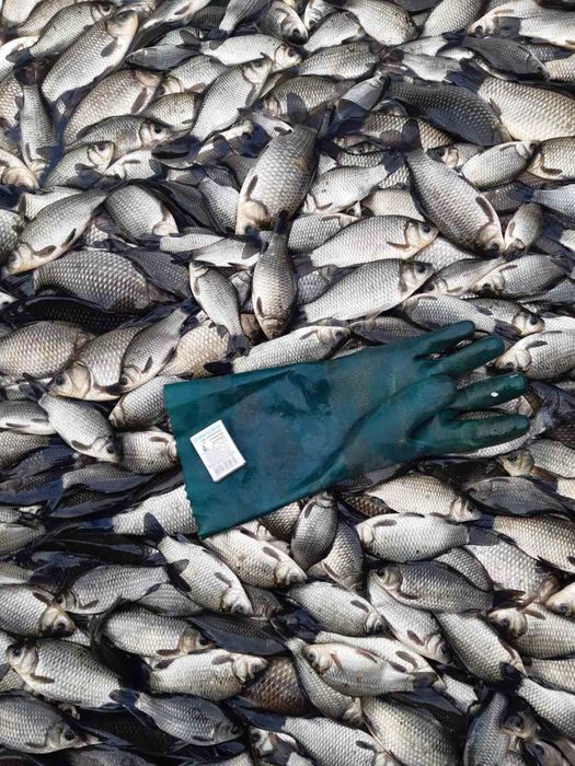 Ставковий зарибок різний