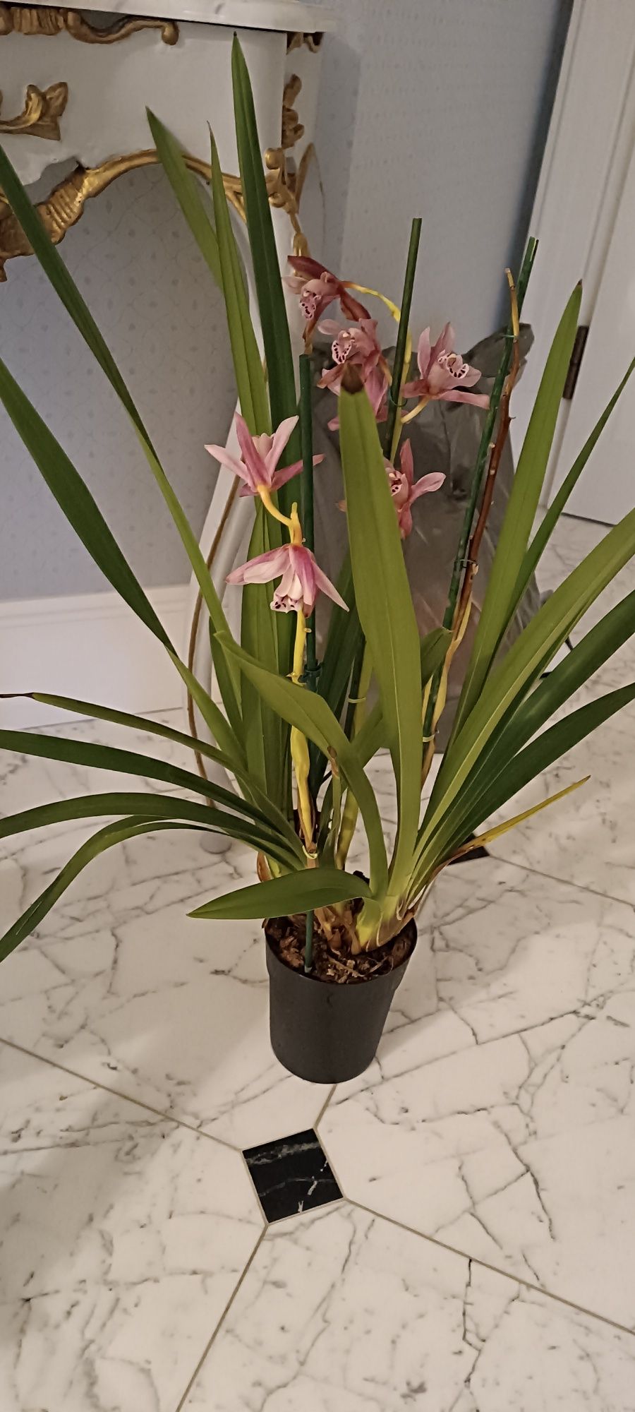 Cymbidium floribundum