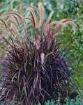 Pennisetum rubrum
