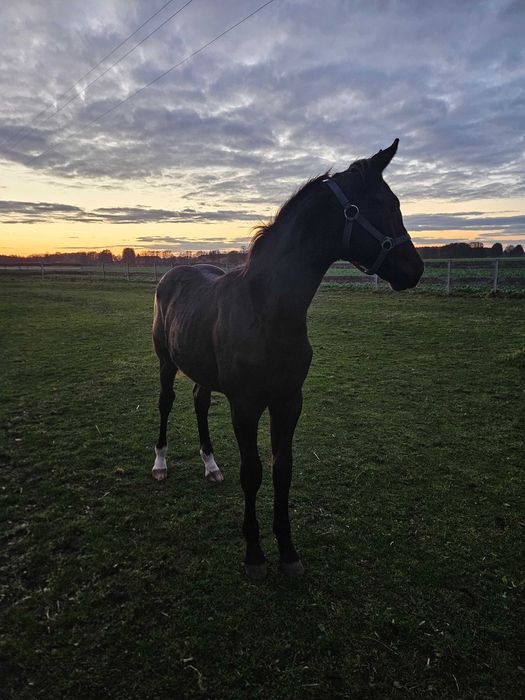 Ogier Wielkopolski (7miesięcy)