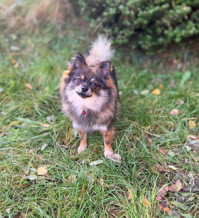 Szpic miniaturowy sunia sobolowa odchowana