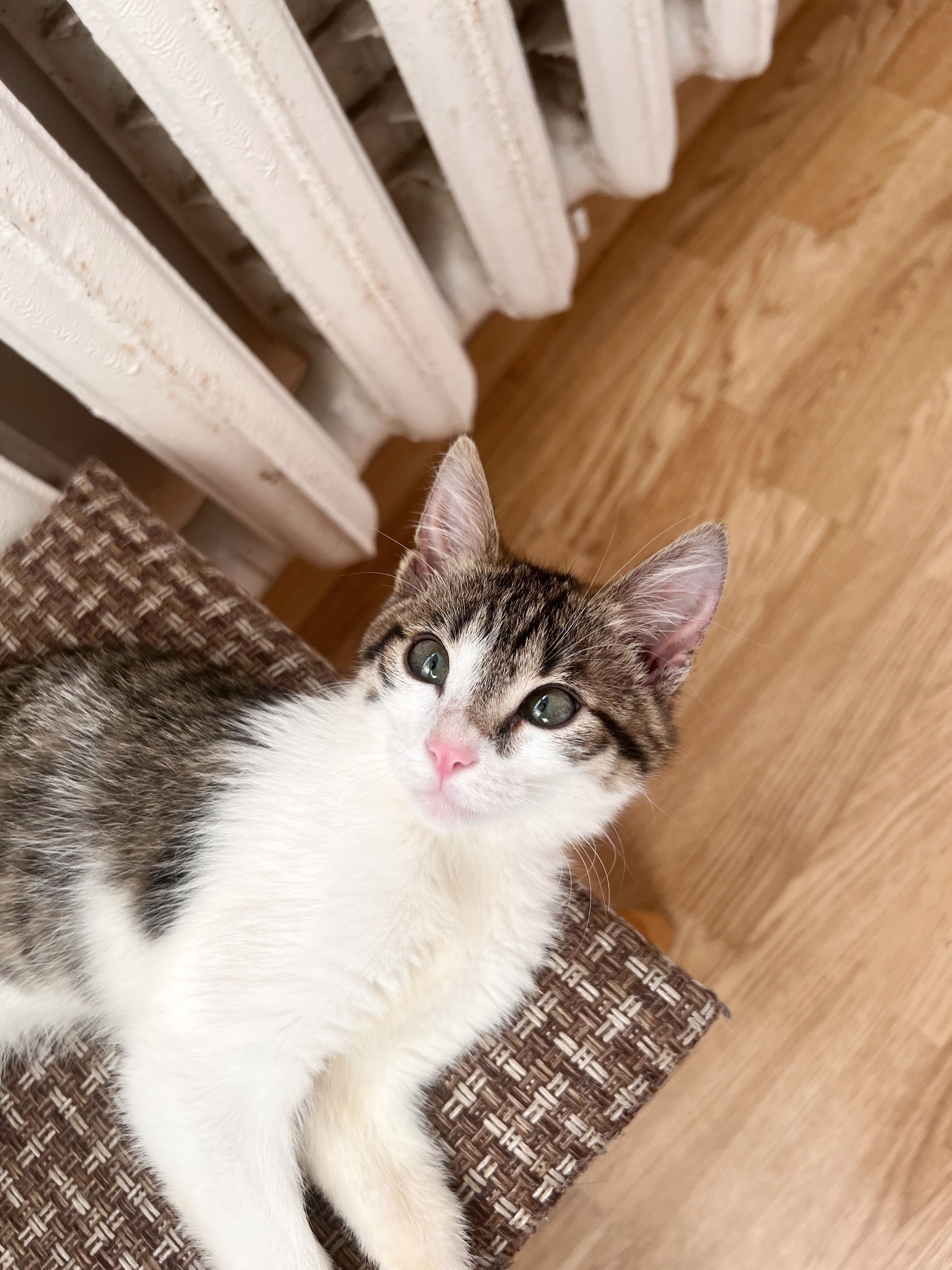Кошеня шукає дім