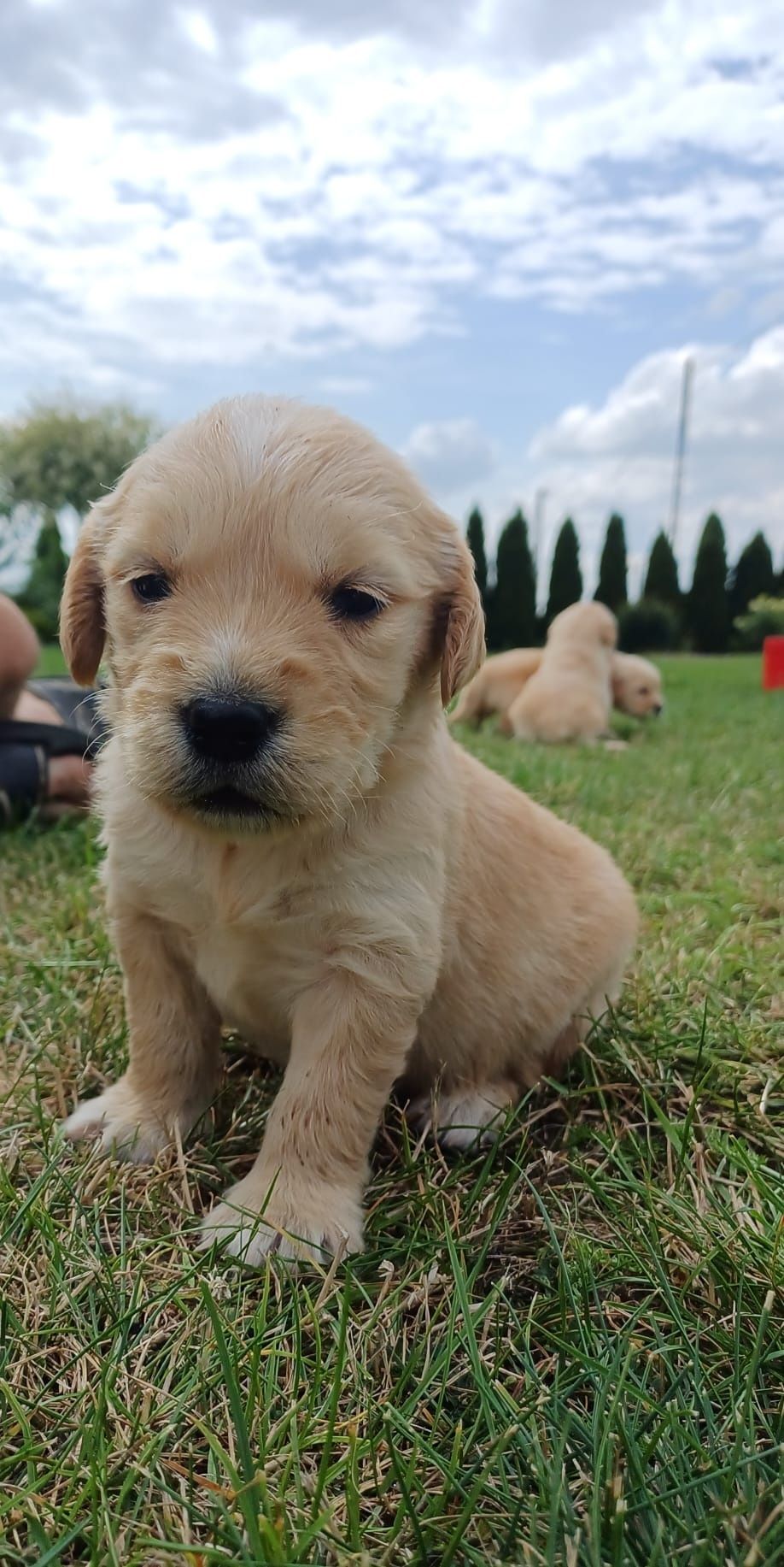 Golden Retriever  suczka złota