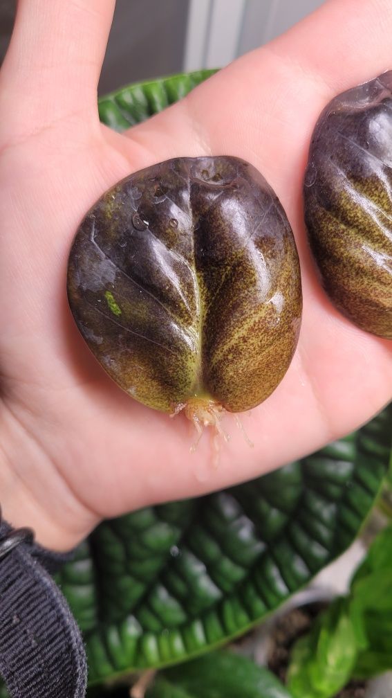 Zamioculcas  / Zamiokulkas Midori Black