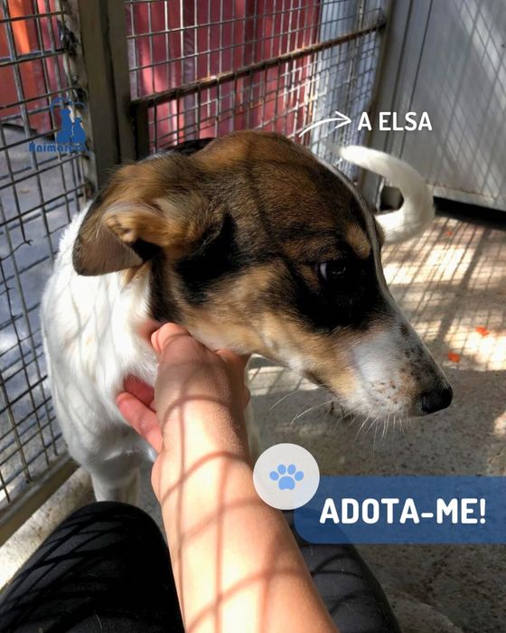 Elsa - cadela jovem porte medio-grande