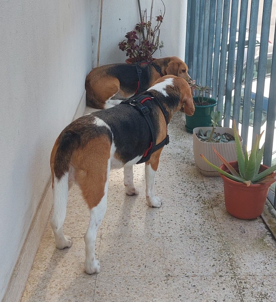 Beagles Maravilhosos
