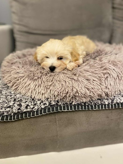 Urocza suczka maltipoo gotowa do odbioru