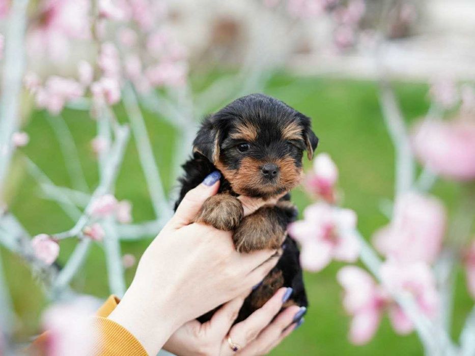 Йорк-аристократ із бездоганними манерами!