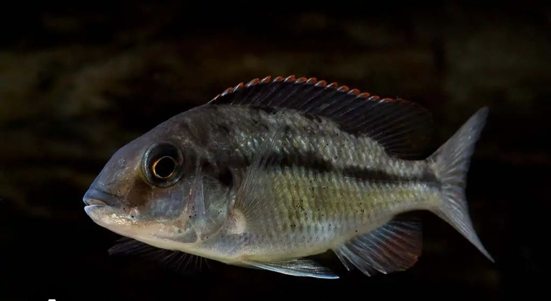 Protomelas Taeniolatus Red Empress. Pyszczak z Malawi.