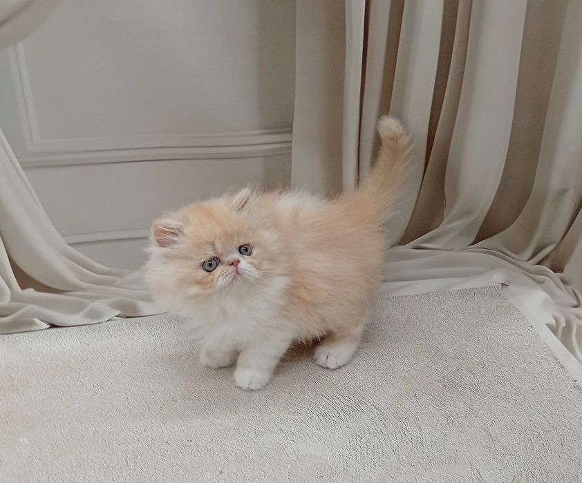 Персидська дівчинка